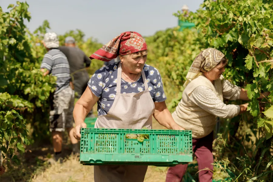Vendangeuses portant une caisse de raisin